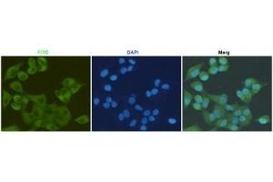 Immunocytochemistry staining of HeLa cells fixed with 4 % Paraformaldehyde and using anti-S100A10 mouse mAb (dilution 1:200). (S100A10 抗体)