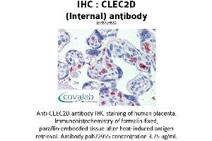 Image no. 1 for anti-C-Type Lectin Domain Family 2, Member D (CLEC2D) (Internal Region) antibody (ABIN1733154) (CLEC2D 抗体  (Internal Region))