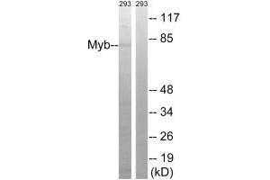 Western blot analysis of extracts from 293 cells, using Myb (Ab-532) antibody. (MYB 抗体  (Ser532))