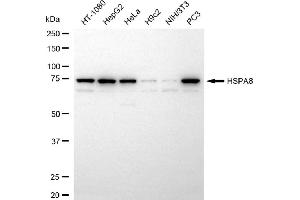 Western blotting analysis using HSPA8 antibody (ABIN7798859).