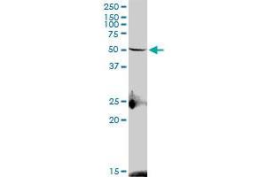 S1PR4 MaxPab polyclonal antibody. (S1PR4 抗体  (AA 1-384))