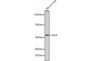 Western blot analysis of extracts of Mouse lung, using KLF4 Rabbit mAb (ABIN7268157) at 1:1000 dilution. (KLF4 抗体)