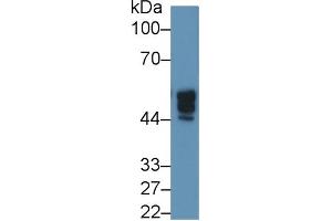Rabbit Capture antibody from the kit in WB with Positive Control: Human 293T cell lysate. (NAGA ELISA 试剂盒)