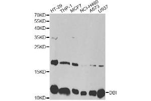 Western blot analysis of extracts of various cell lines, using DBI antibody. (Diazepam Binding Inhibitor 抗体)