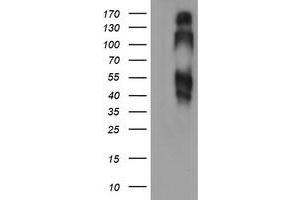 Image no. 2 for anti-B and T Lymphocyte Associated (BTLA) antibody (ABIN1496980) (BTLA 抗体)