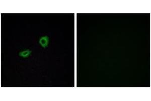 Immunofluorescence analysis of A549 cells, using CHRM5 Antibody. (CHRM5 抗体  (AA 281-330))