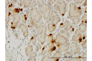 Immunoperoxidase of monoclonal antibody to GHRL on formalin-fixed paraffin-embedded human stomach. (Ghrelin 抗体  (AA 1-117))