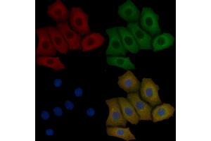 DNALI1 Mouse Monoclonal Antibody staining Hela cells by IF/ICC. (DNALI1 抗体)