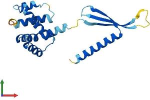 Protein Structure (PS) image for Copper Metabolism (Murr1) Domain Containing 1 (COMMD1) (AA 1-188) protein (His tag) (ABIN7564676)