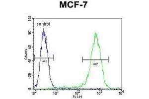 Flow cytometric analysis of MCF-7 cells using LYSMD4 Antibody (N-term) Cat. (LYSMD4 抗体  (N-Term))