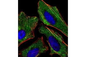 Immunofluorescent analysis of 4 % paraformaldehyde-fixed, 0. (KISS1 抗体  (AA 115-145))