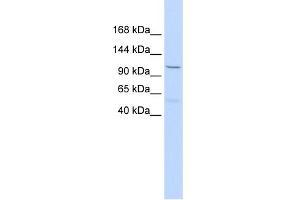 WB Suggested Anti-PCDH8 Antibody Titration:  0. (Protocadherin 8 抗体  (Middle Region))