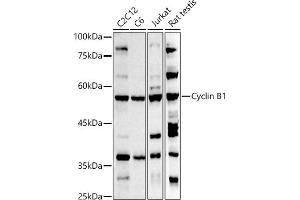 Western Blotting (WB) image for anti-Cyclin B1 (CCNB1) (C-Term) antibody (ABIN3022807)