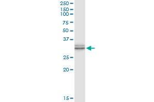 Immunoprecipitation of TRH transfected lysate using anti-TRH MaxPab rabbit polyclonal antibody and Protein A Magnetic Bead , and immunoblotted with TRH purified MaxPab mouse polyclonal antibody (B01P) . (TRH 抗体  (AA 1-242))