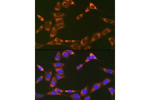 Immunofluorescence analysis of NIH-3T3 cells using Prohibitin 2 (Prohibitin 2 (PHB2)) Rabbit mAb (ABIN7269545) at dilution of 1:100 (40x lens). (Prohibitin 2 抗体)