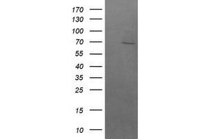Image no. 1 for anti-beta-Transducin Repeat Containing (BTRC) (AA 52-354) antibody (ABIN1491576) (BTRC 抗体  (AA 52-354))