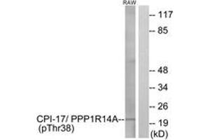 Western Blotting (WB) image for anti-Protein Phosphatase 1, Regulatory (Inhibitor) Subunit 14A (PPP1R14A) (pThr38) antibody (ABIN2888390) (CPI-17 抗体  (pThr38))
