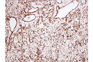 Immunohistochemistry (IHC) image for anti-Clusterin (CLU) (AA 1-333) antibody (ABIN933728)