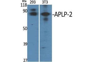 Western Blot (WB) analysis of specific cells using APLP-2 Polyclonal Antibody. (APLP2 抗体  (Internal Region))