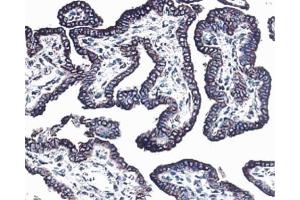 Formalin-fixed, paraffin-embedded tissue section of mouse thyroid stained with anti-c-erbB-3, clone RTJ. (ERBB3 抗体)