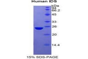 SDS-PAGE analysis of Human Iduronate-2-Sulfatase Protein. (IDS 蛋白)
