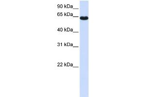 WB Suggested Anti-ZNF117 Antibody Titration:  0. (Zinc Finger Protein 117 抗体  (Middle Region))