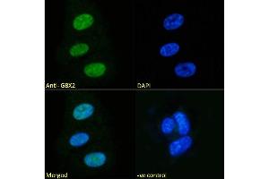 Immunofluorescence (IF) image for anti-Gastrulation Brain Homeo Box 2 (GBX2) (Internal Region) antibody (ABIN334408)
