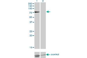 Western blot analysis of TSGA10 over-expressed 293 cell line, cotransfected with TSGA10 Validated Chimera RNAi (Lane 2) or non-transfected control (Lane 1). (TSGA10 抗体  (AA 599-698))
