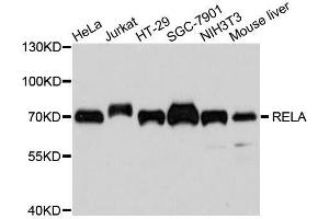 Western Blotting (WB) image for anti-Nuclear Factor-kB p65 (NFkBP65) antibody (ABIN6135887)