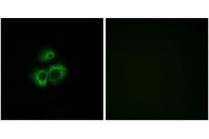 Immunofluorescence analysis of MCF7 cells, using OR52D1 Antibody. (OR52D1 抗体  (AA 269-318))