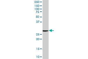 RAB23 MaxPab rabbit polyclonal antibody. (RAB23 抗体  (AA 1-237))