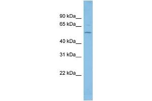 WB Suggested Anti-FGR Antibody Titration: 0. (Fgr 抗体  (Middle Region))