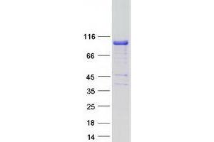 Western Blotting (WB) image for SH2B Adaptor Protein 1 (SH2B1) (Transcript Variant 1) protein (Myc-DYKDDDDK Tag) (ABIN2731945)