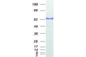 Western Blotting (WB) image for Myxovirus Resistance Protein 1 (MX1) (Transcript Variant 2) protein (Myc-DYKDDDDK Tag) (ABIN2726615)
