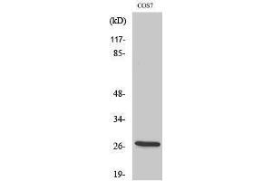 Western Blotting (WB) image for anti-Hydroxysteroid (17-Beta) Dehydrogenase 10 (HSD17B10) (Internal Region) antibody (ABIN3184528)