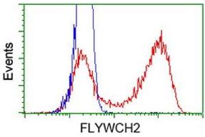 HEK293T cells transfected with either RC204275 overexpress plasmid (Red) or empty vector control plasmid (Blue) were immunostained by anti-FLYWCH2 antibody (ABIN2454458), and then analyzed by flow cytometry. (FLYWCH2 抗体)