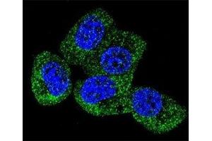 Confocal immunofluorescent analysis of TAU antibody with MCF-7 cells followed by Alexa Fluor 488-conjugated goat anti-rabbit lgG (green). (tau 抗体  (AA 677-707))