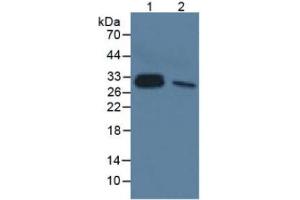 Mouse Detection antibody from the kit in WB with Positive Control:  Sample Sample: Lane1: Human Lung Tissue; Lane2: Rat Liver Tissue. (IL-33 ELISA 试剂盒)