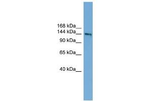 WB Suggested Anti-DCC Antibody Titration:  0. (DCC 抗体  (Middle Region))