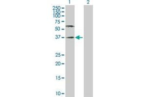 Western Blot analysis of PVR expression in transfected 293T cell line by PVR MaxPab polyclonal antibody.