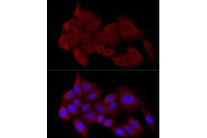 Immunofluorescence analysis of HeLa cells using STX17 Rabbit pAb (ABIN7270682) at dilution of 1:100 (40x lens). (Syntaxin 17 抗体  (AA 1-130))