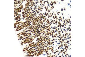 Immunohistochemistry (IHC) image for anti-Histone 3 (H3) (C-Term) antibody (ABIN3023243)