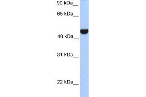 WB Suggested Anti-RTN4 Antibody Titration:  0. (Reticulon 4 抗体  (Middle Region))