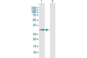 Western Blotting (WB) image for anti-Fc Fragment of IgA, Receptor For (FCAR) (AA 1-287) antibody (ABIN515550)