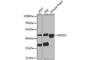 Western blot analysis of extracts of various cell lines, using NR2E3 antibody (ABIN1882361) at 1:1000 dilution. (NR2E3 抗体)