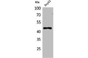Western Blot analysis of HepG2 cells using HoxD3 Polyclonal Antibody