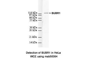 Image no. 3 for anti-Budding Uninhibited By Benzimidazoles 1 Homolog beta (Yeast) (BUB1B) antibody (ABIN363218)