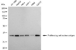 Western blotting analysis using Proliferating cell nuclear antigen antibody (ABIN7799915).