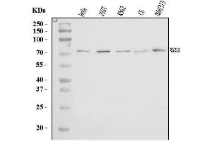 Western blot analysis of RAD18 using anti-RAD18 antibody (ABIN7599364).