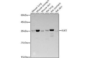 Western blot analysis of extracts of various cell lines, using KLK5 antibody (ABIN3017128, ABIN3017129, ABIN3017130, ABIN1680614 and ABIN6219971) at 1:500 dilution. (Kallikrein 5 抗体)